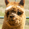 A friendly alpaca waiting to greet you.